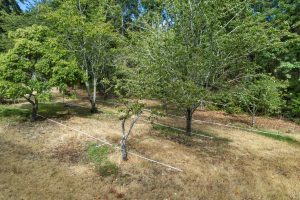 Orchard with plum and cherry trees
